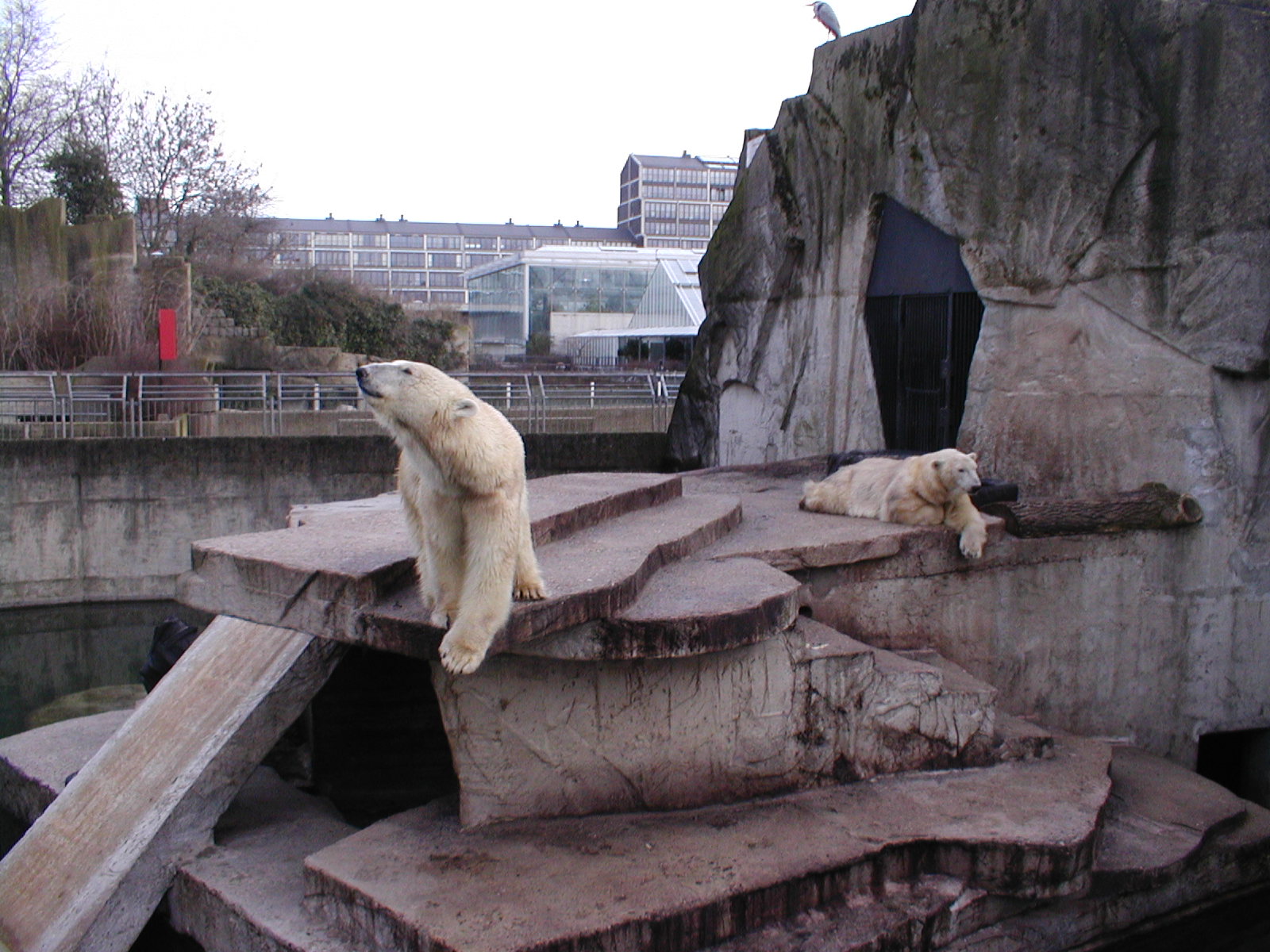 Polar bears - Amsterdam zoo 06