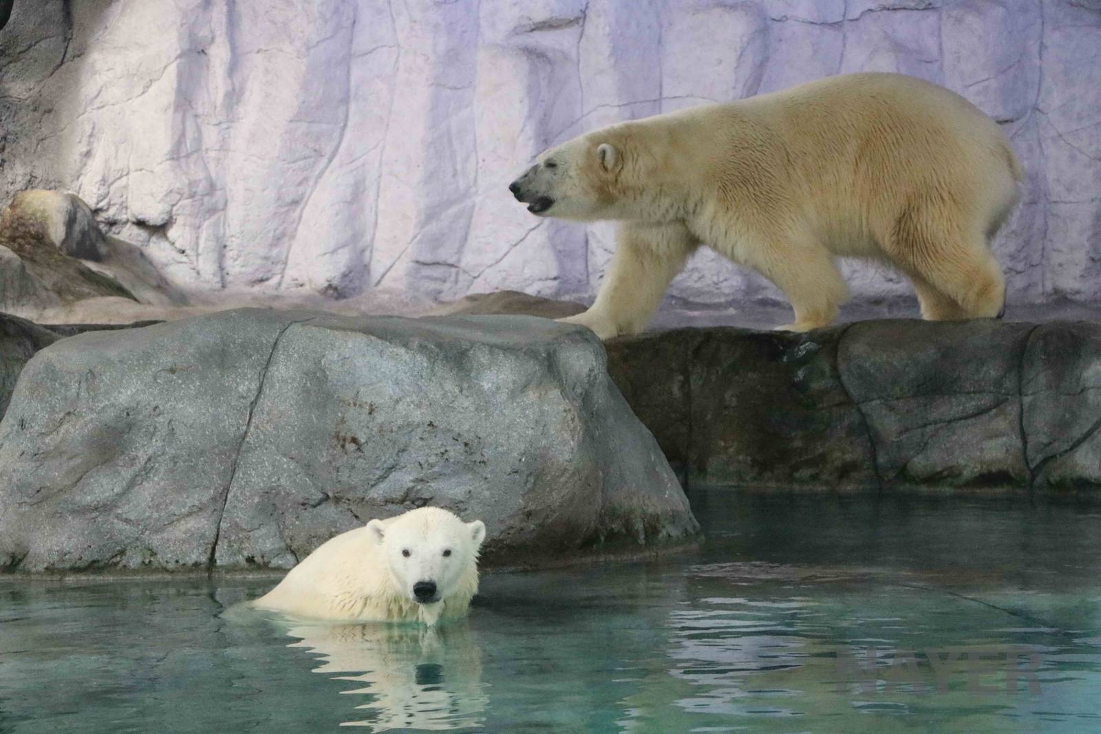 Polar bears, April 2016