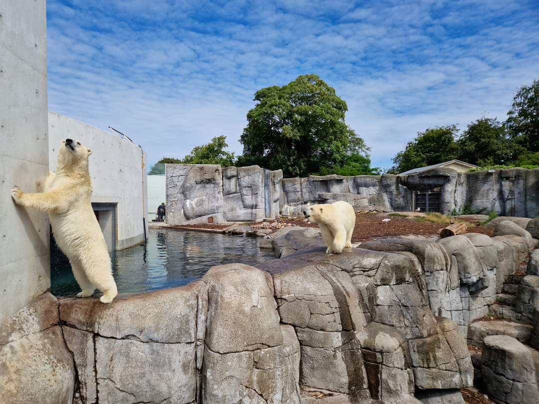 Polar Bears, Arctic Ring