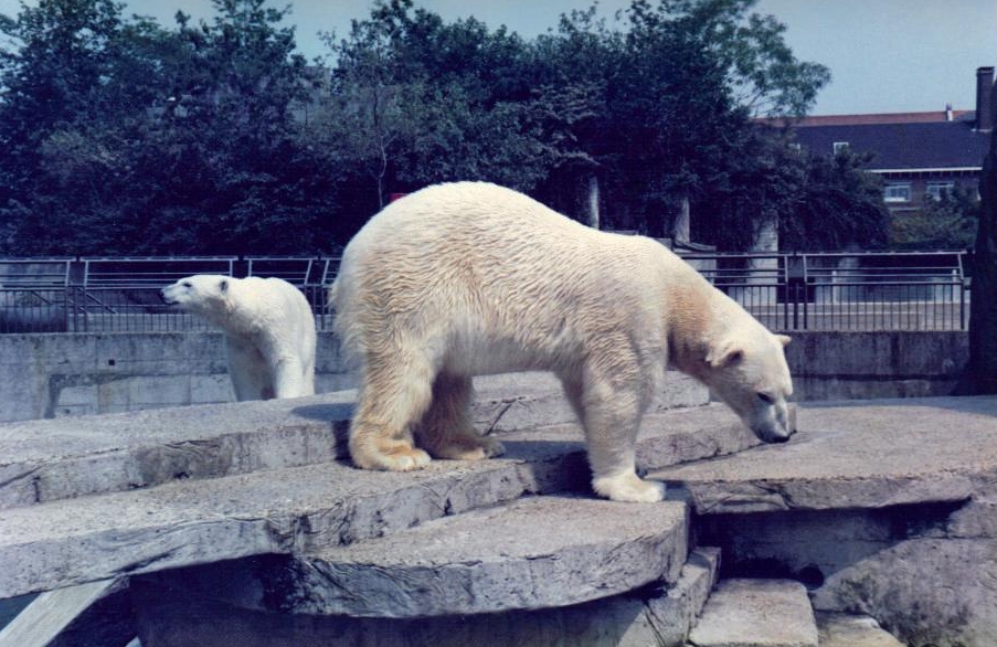 Polar bears Artis zoo about 1994