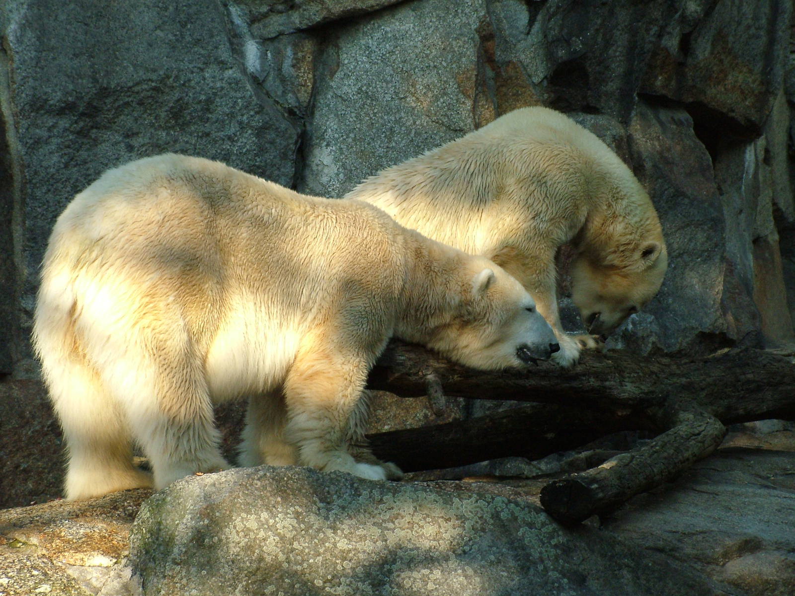 Polar Bears at Berlin Zoo, 31/08/11
