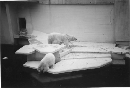 Polar Bears at Cologne in 1998