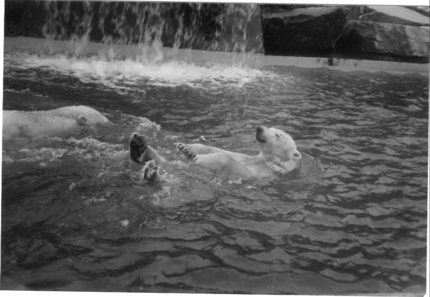 Polar Bears at Dublin in c.1999
