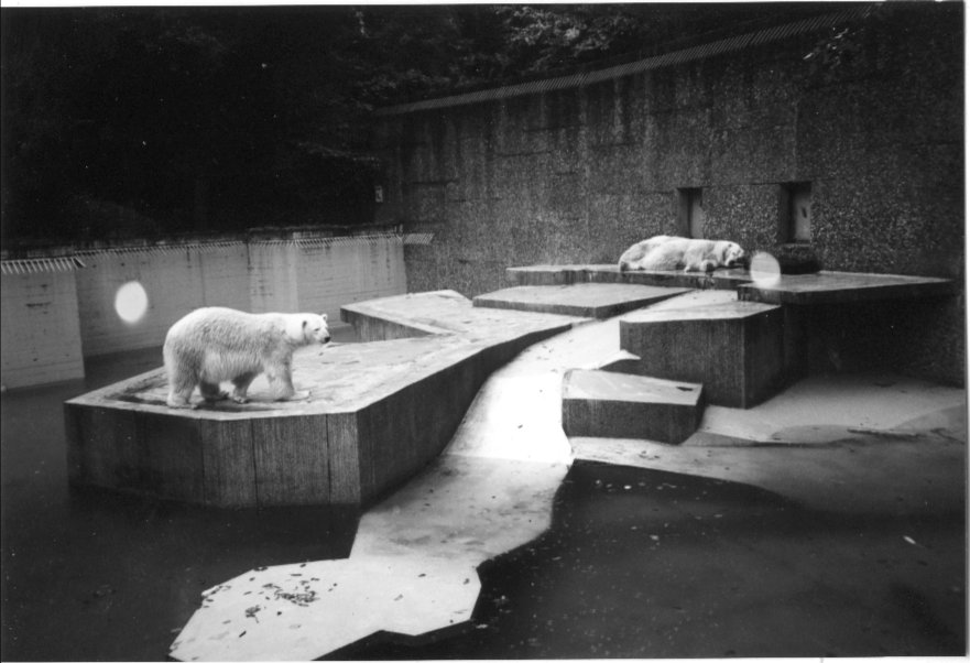 Polar Bears at Duisburg in 1998