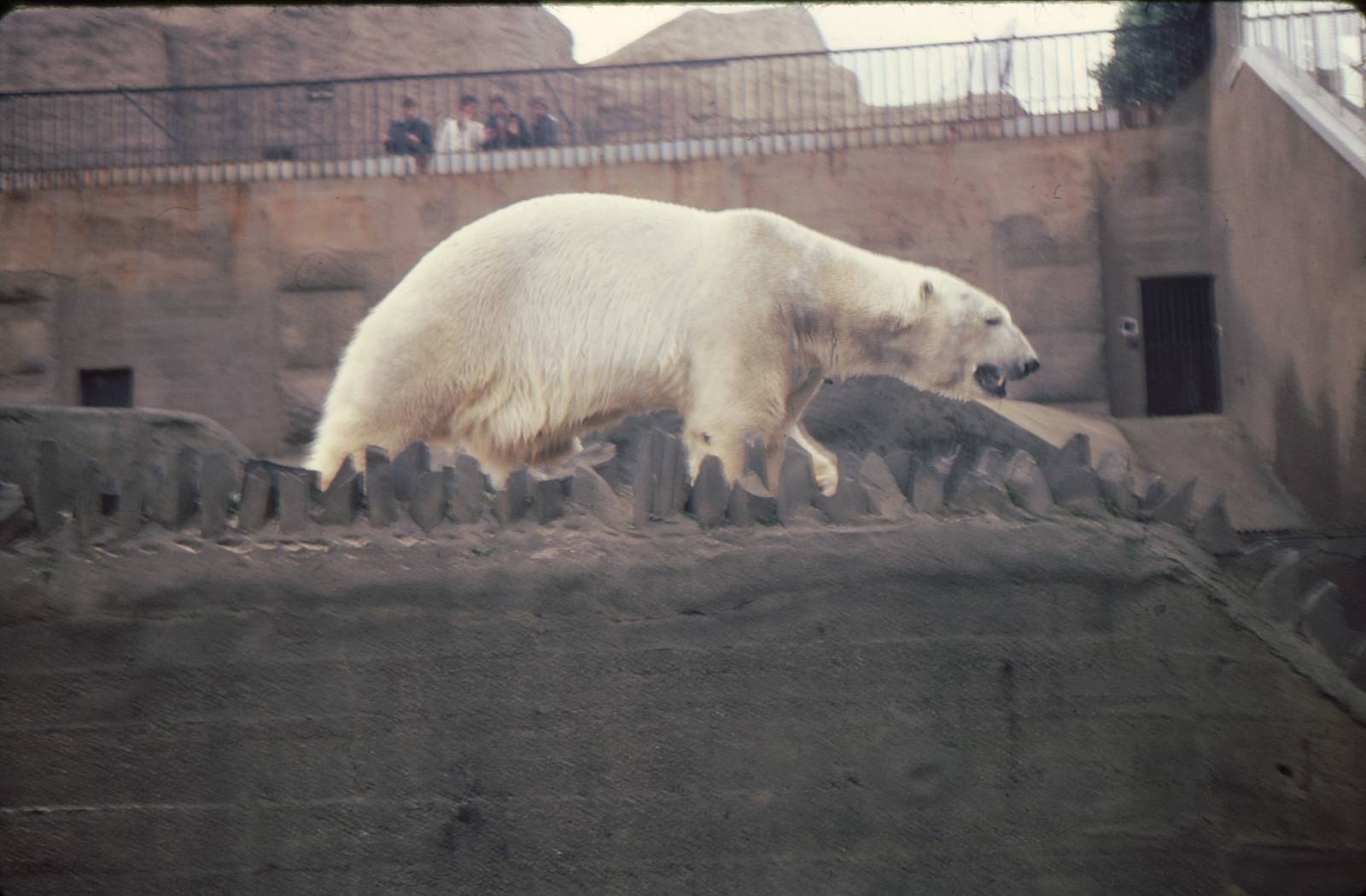 Polar Bears at London Zoo Early 1980's