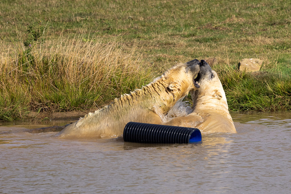 Polar Bears at play