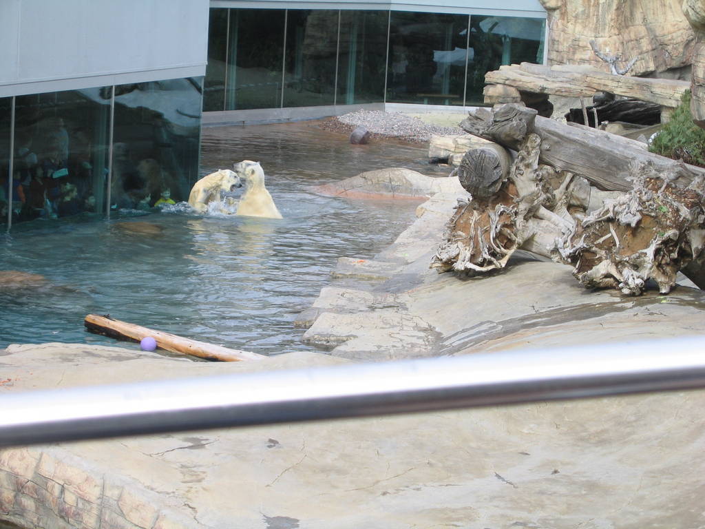 Polar Bears at San Diego Zoo