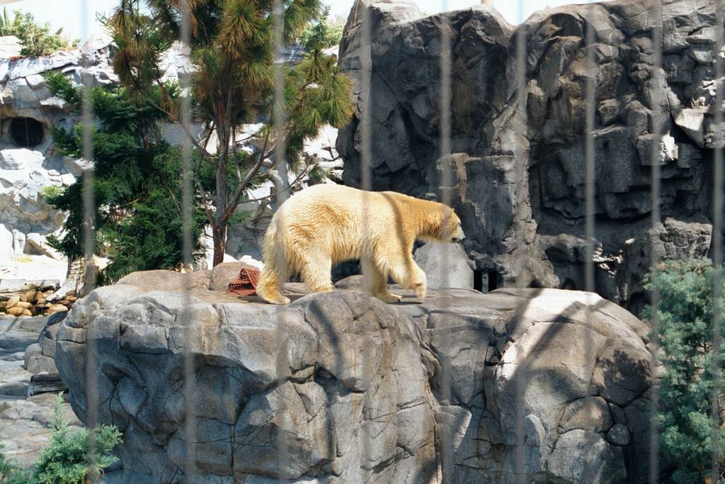 Polar Bears at Sea World Gold Coast