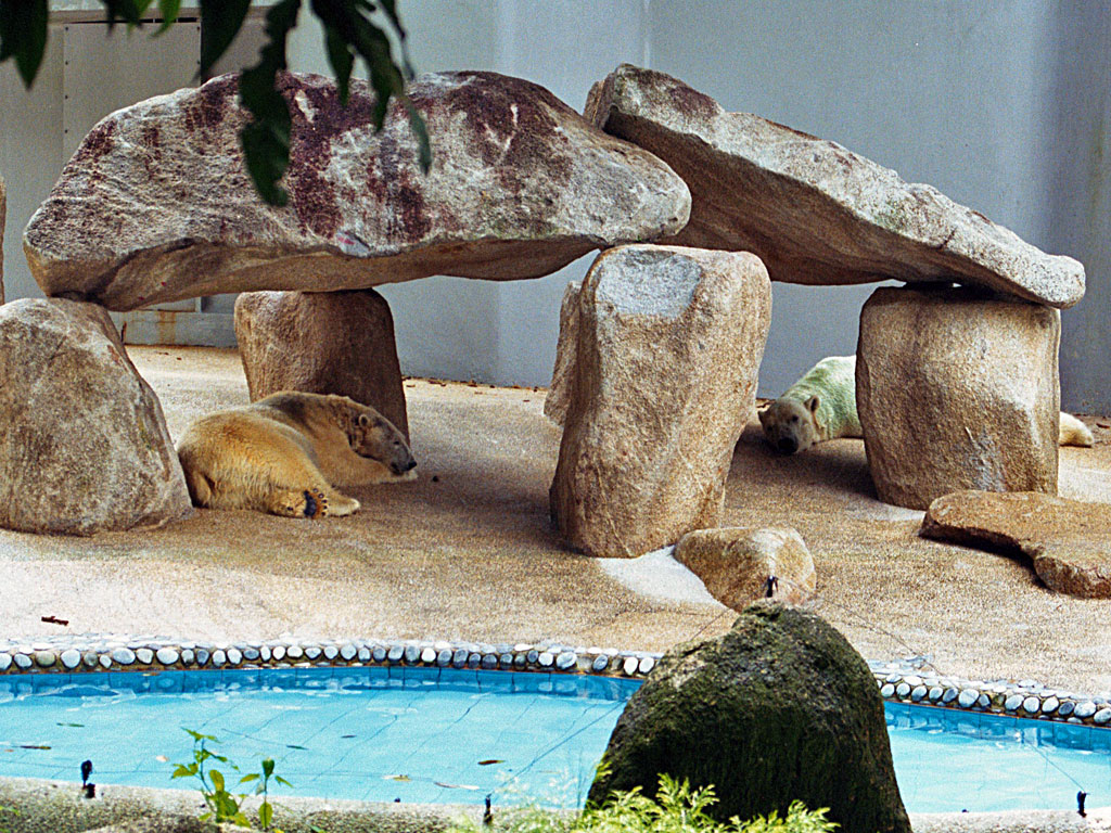 Polar Bears at Singapore Zoo