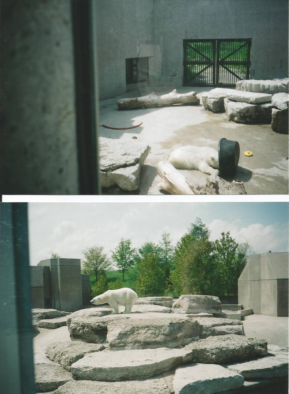 Polar Bears at Toronto - 2003