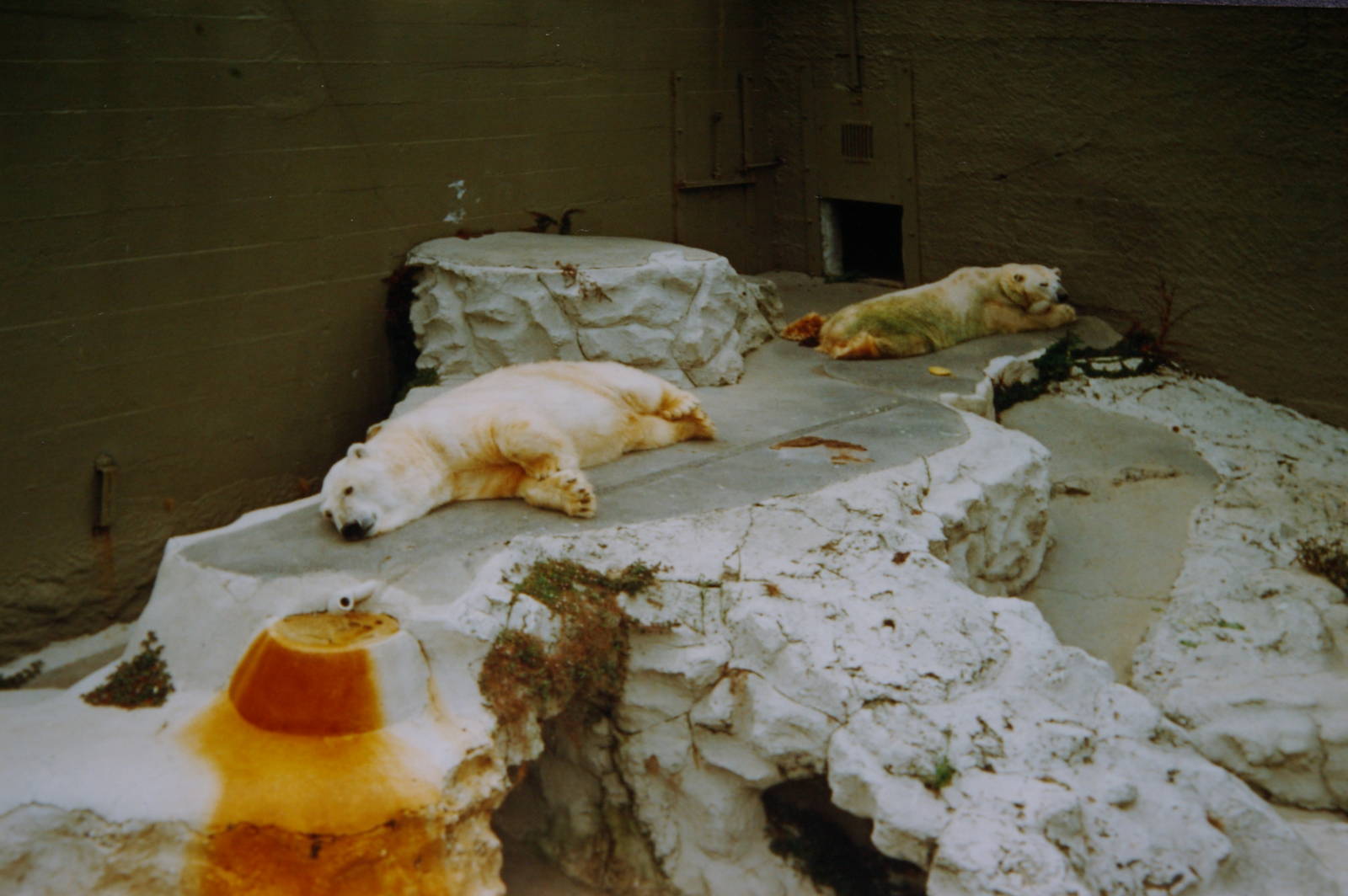 polar bears, Auckland Zoo