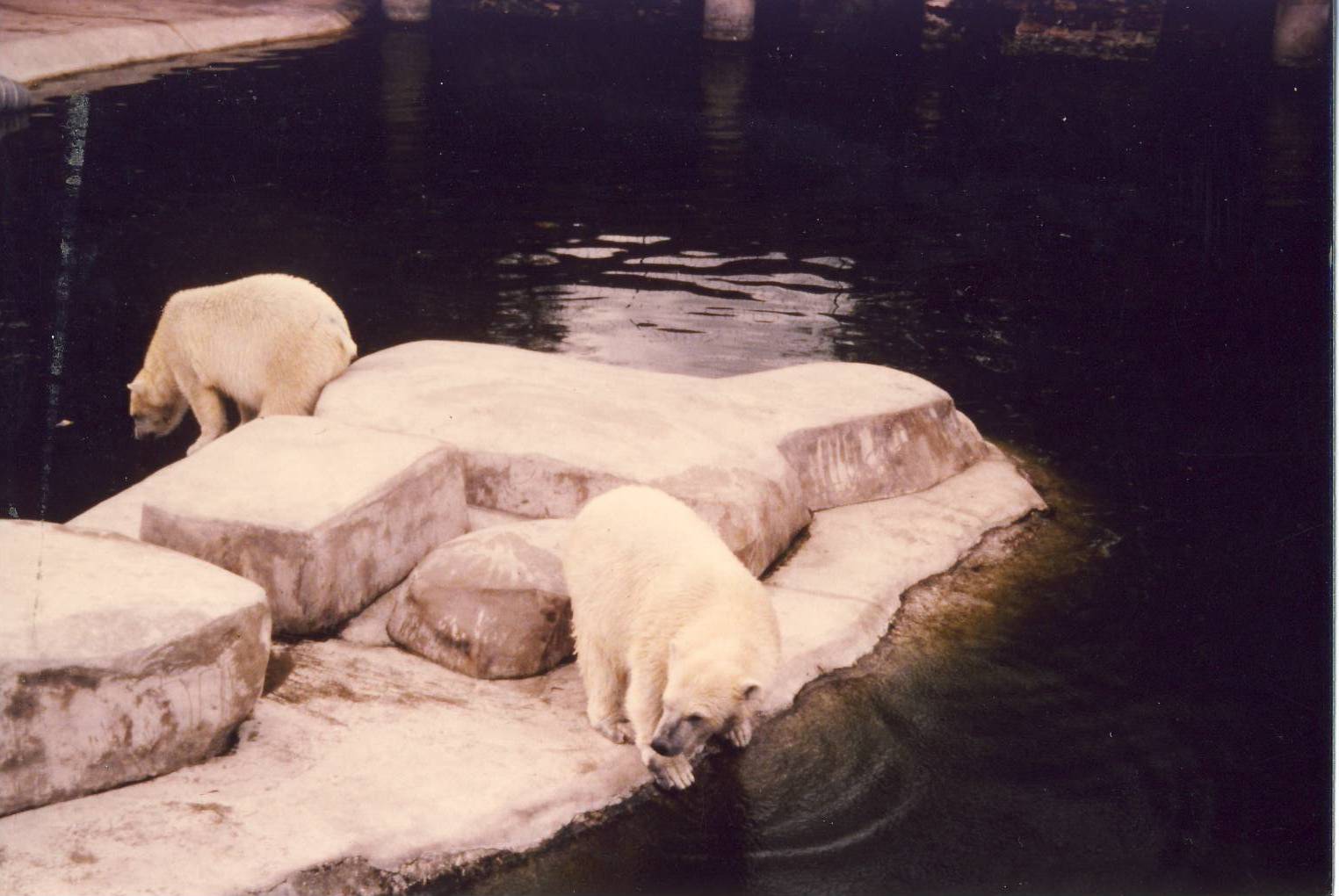 Polar Bears Chester Zoo 1 August 1981