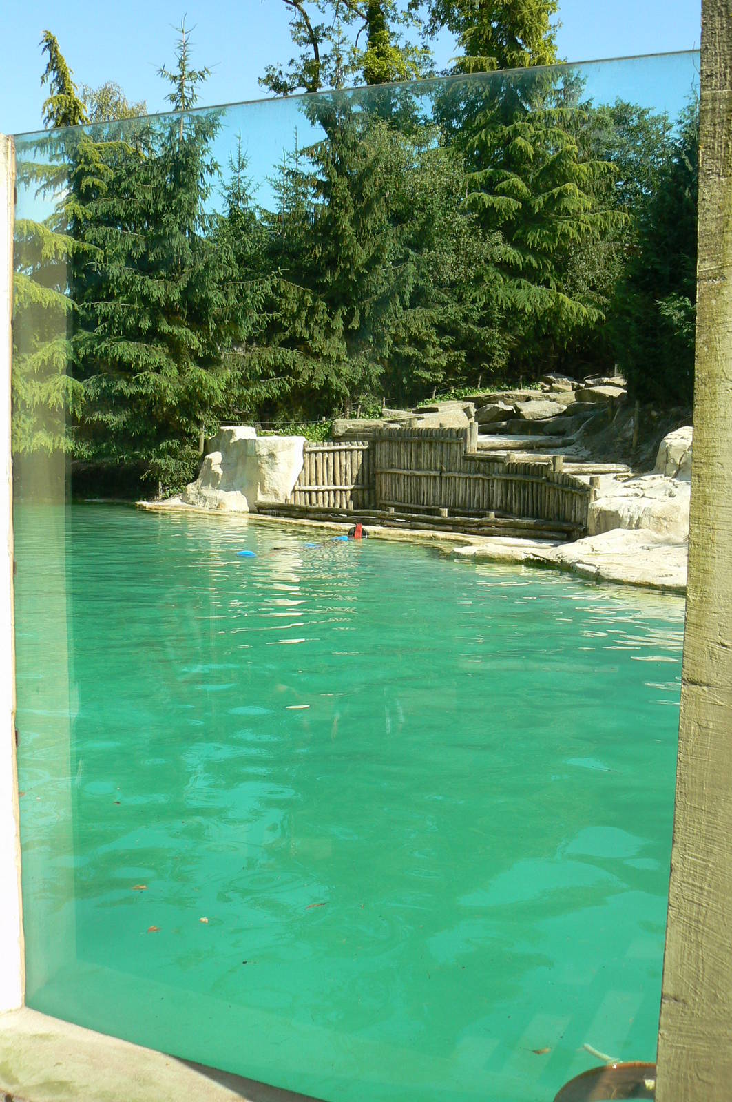Polar bears enclosure - pool