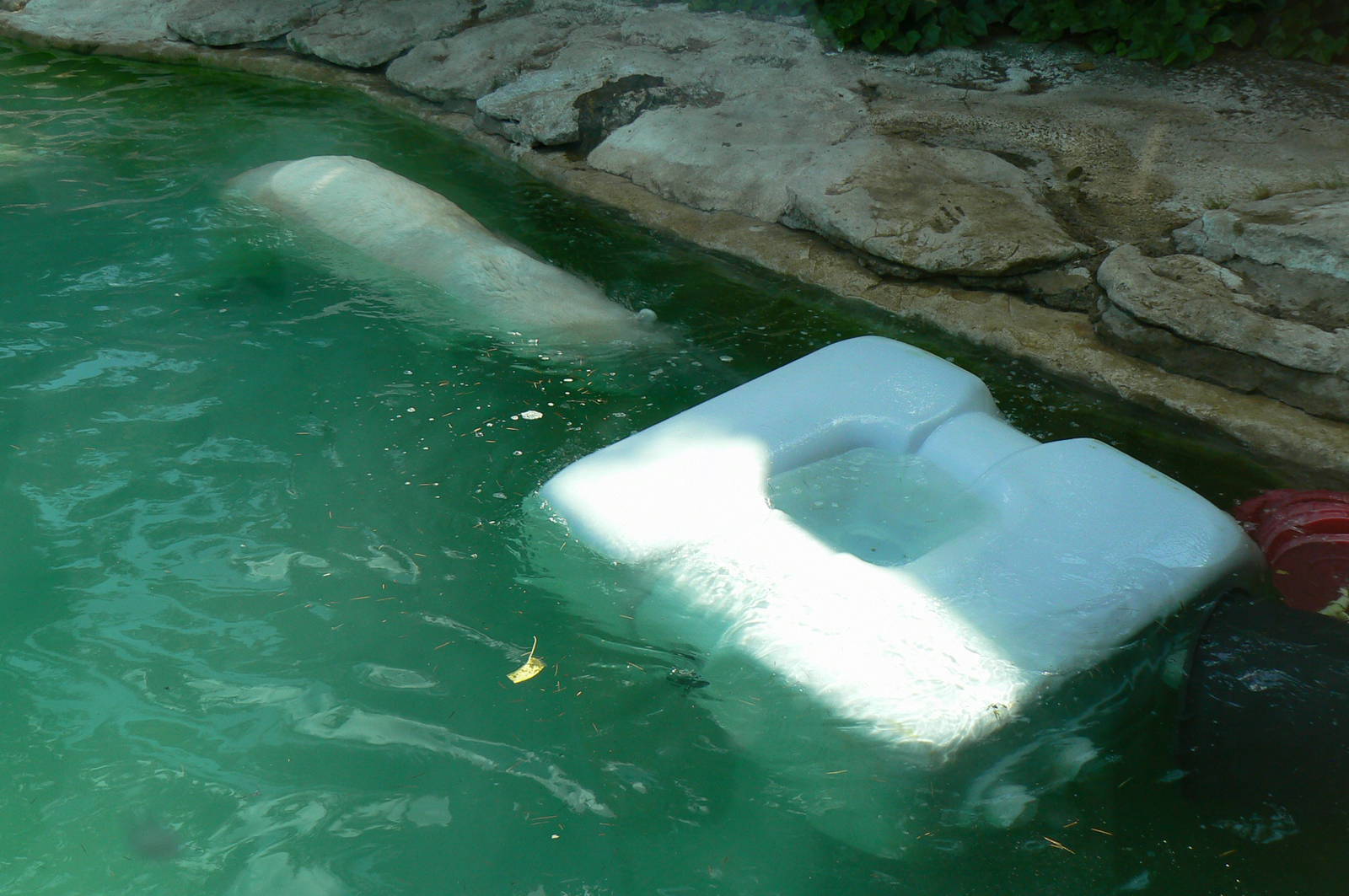 Polar bears enrichment