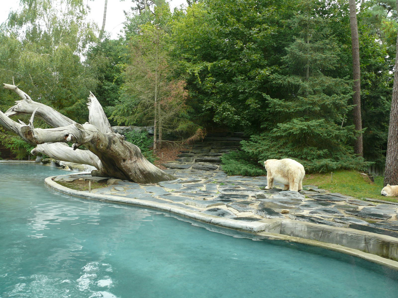Polar bears exhibit