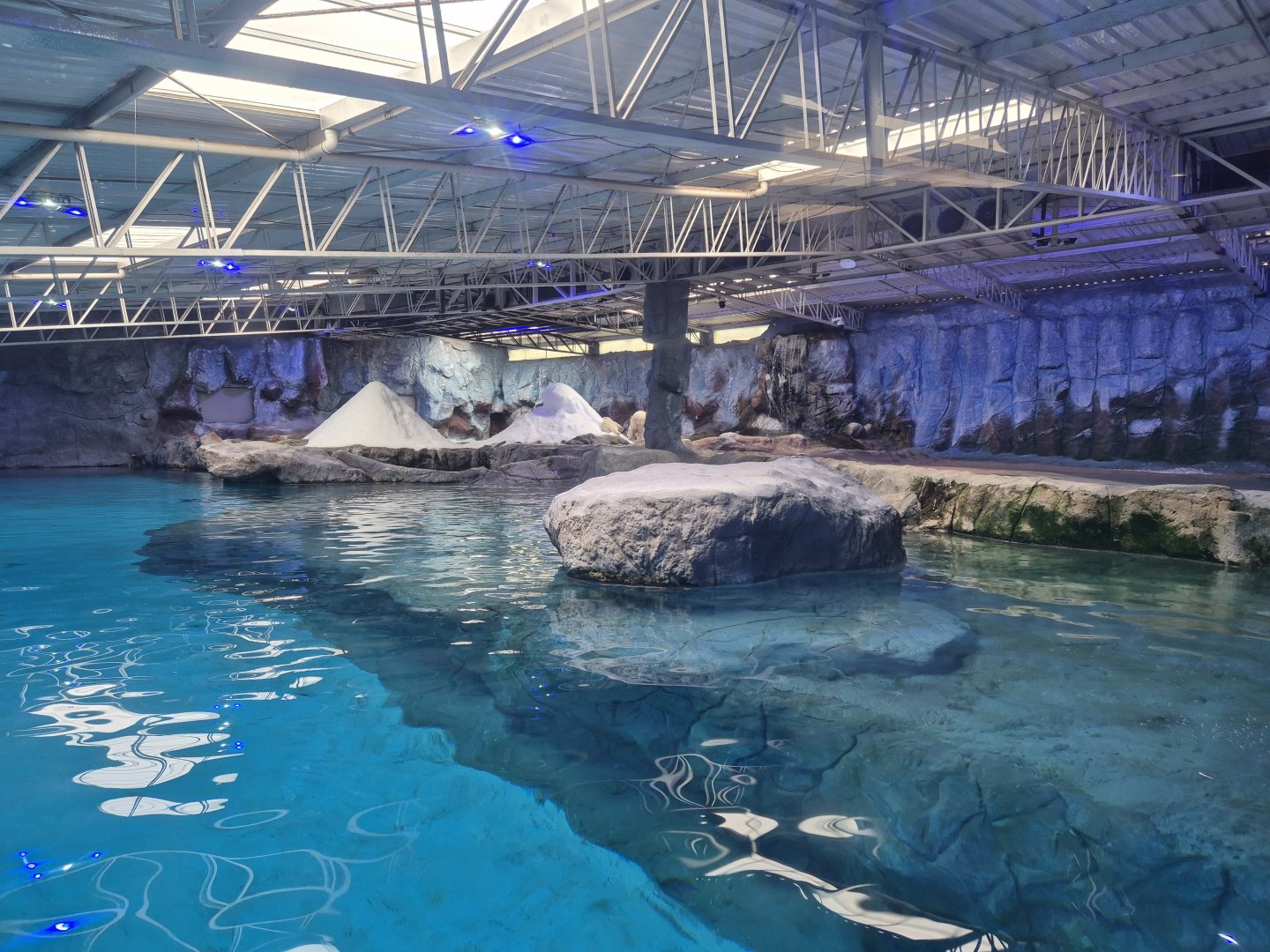 Polar Bears exhibit