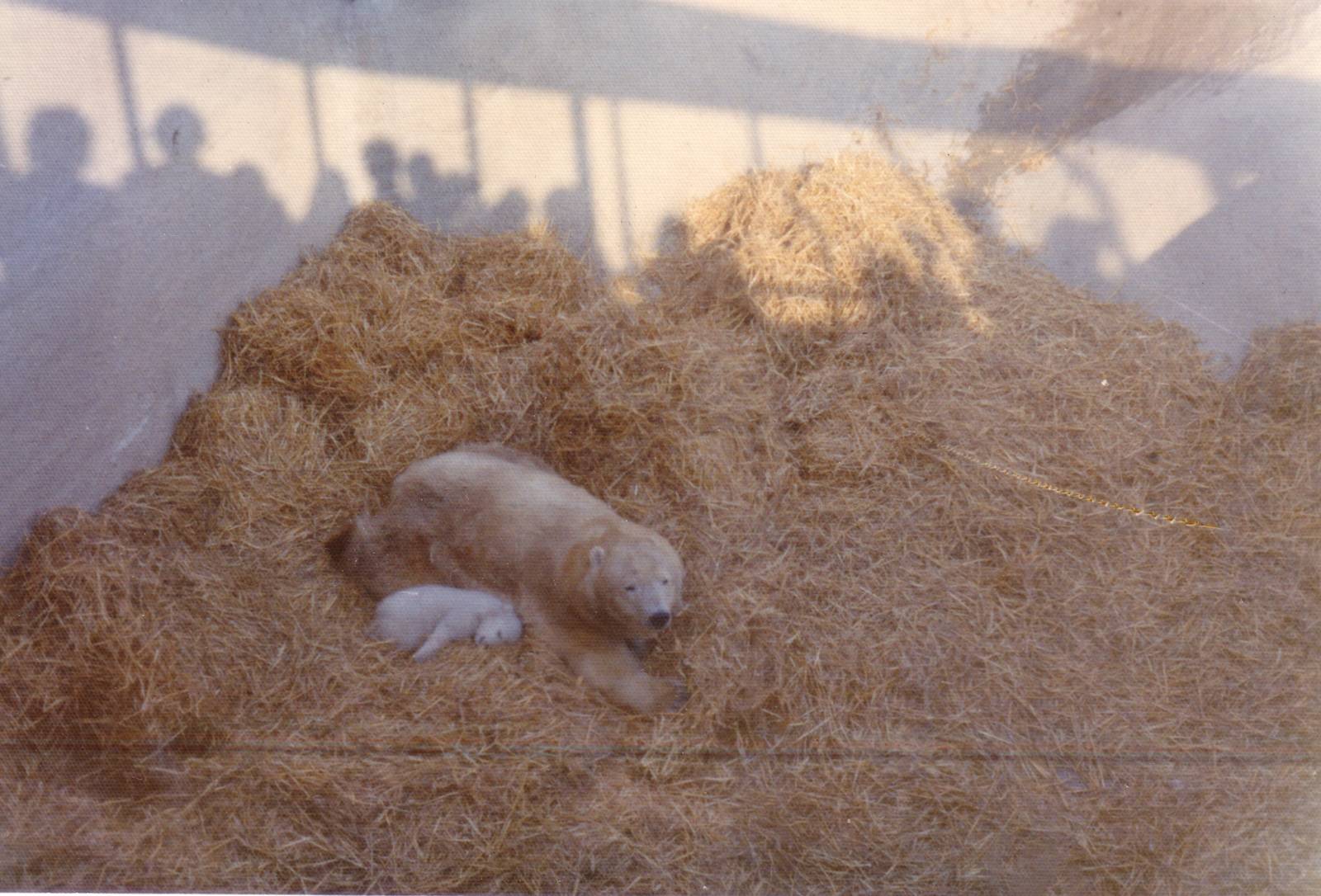Polar Bears, February 1973