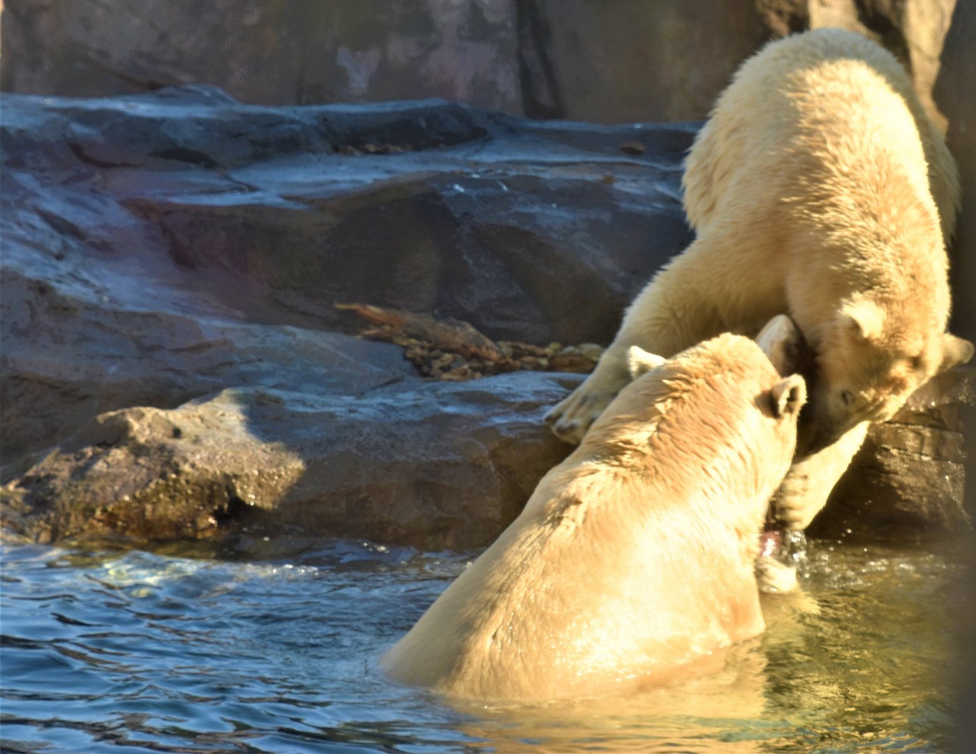 Polar bears fighting for the salmon