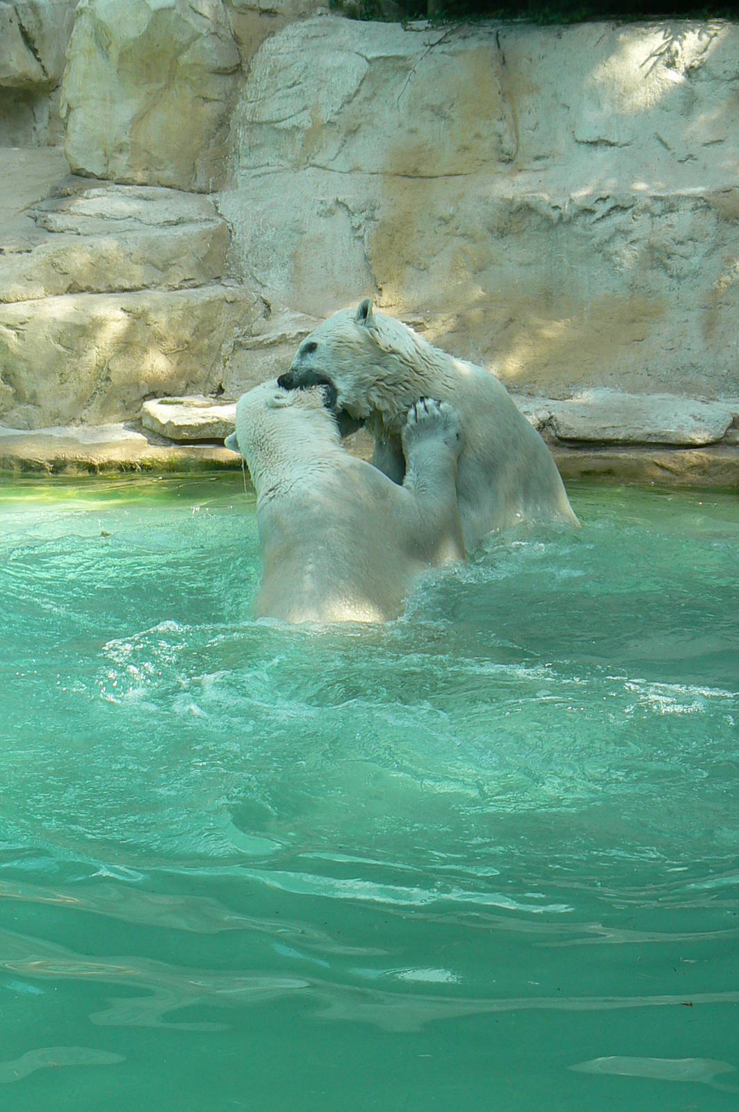 Polar bears fighting