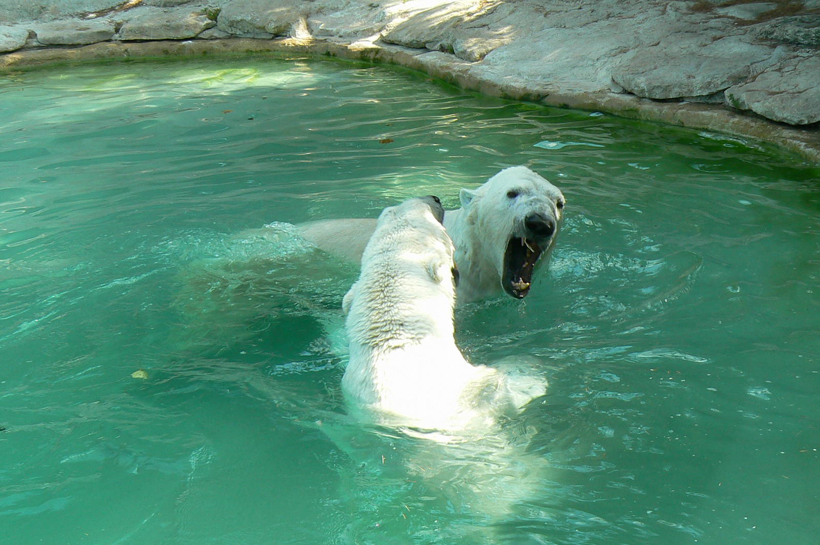 Polar bears fighting