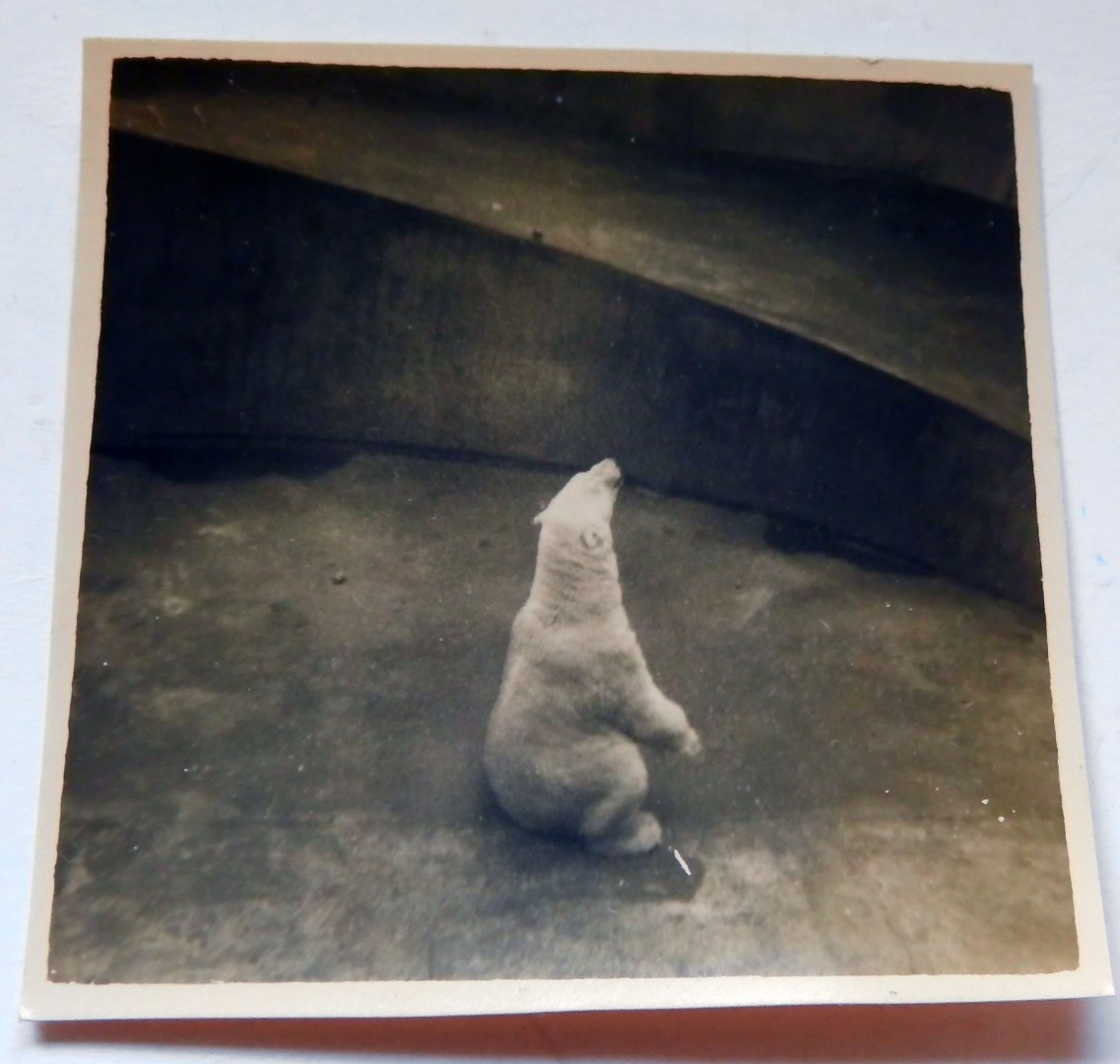 Polar Bears in Tecton Triple set middle area 1949