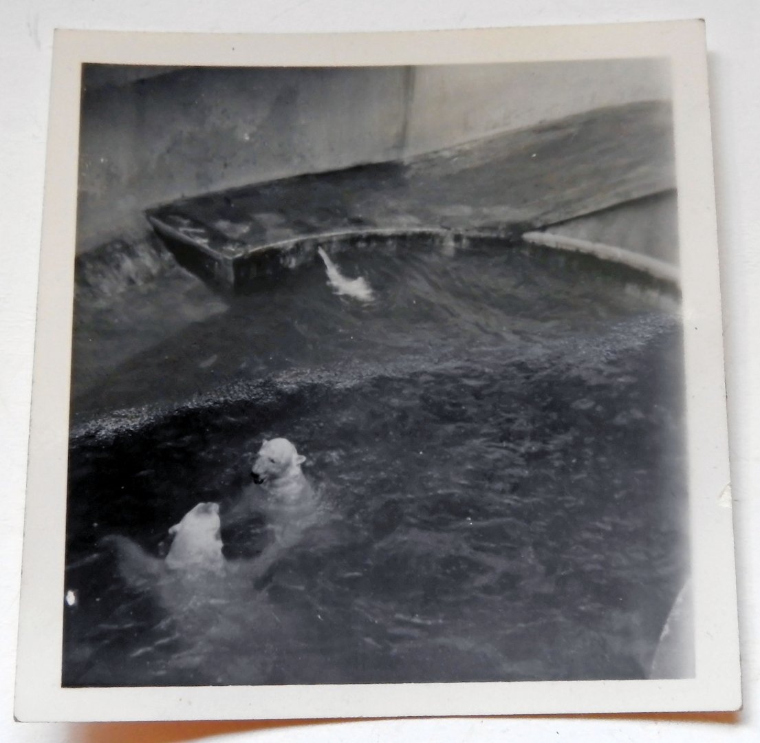 Polar Bears in Tecton Triple set middle area 1949