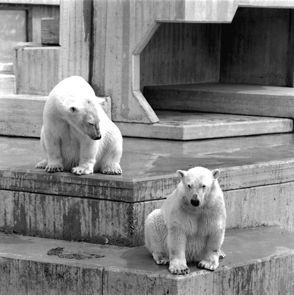 Polar bears in the 70´s