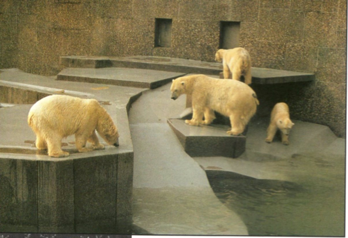 Polar Bears in the old Grotto