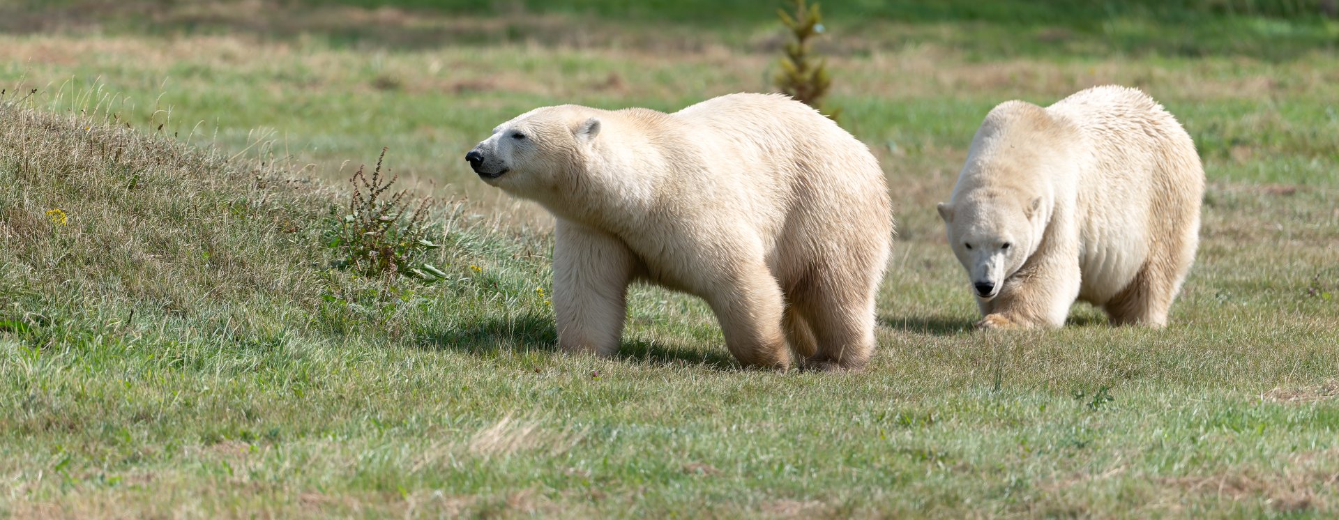 Polar bears, Jimmy's Farm and Wildlife Park, UK