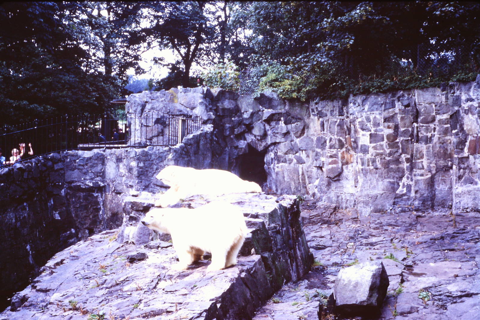 Polar Bears, July 1967