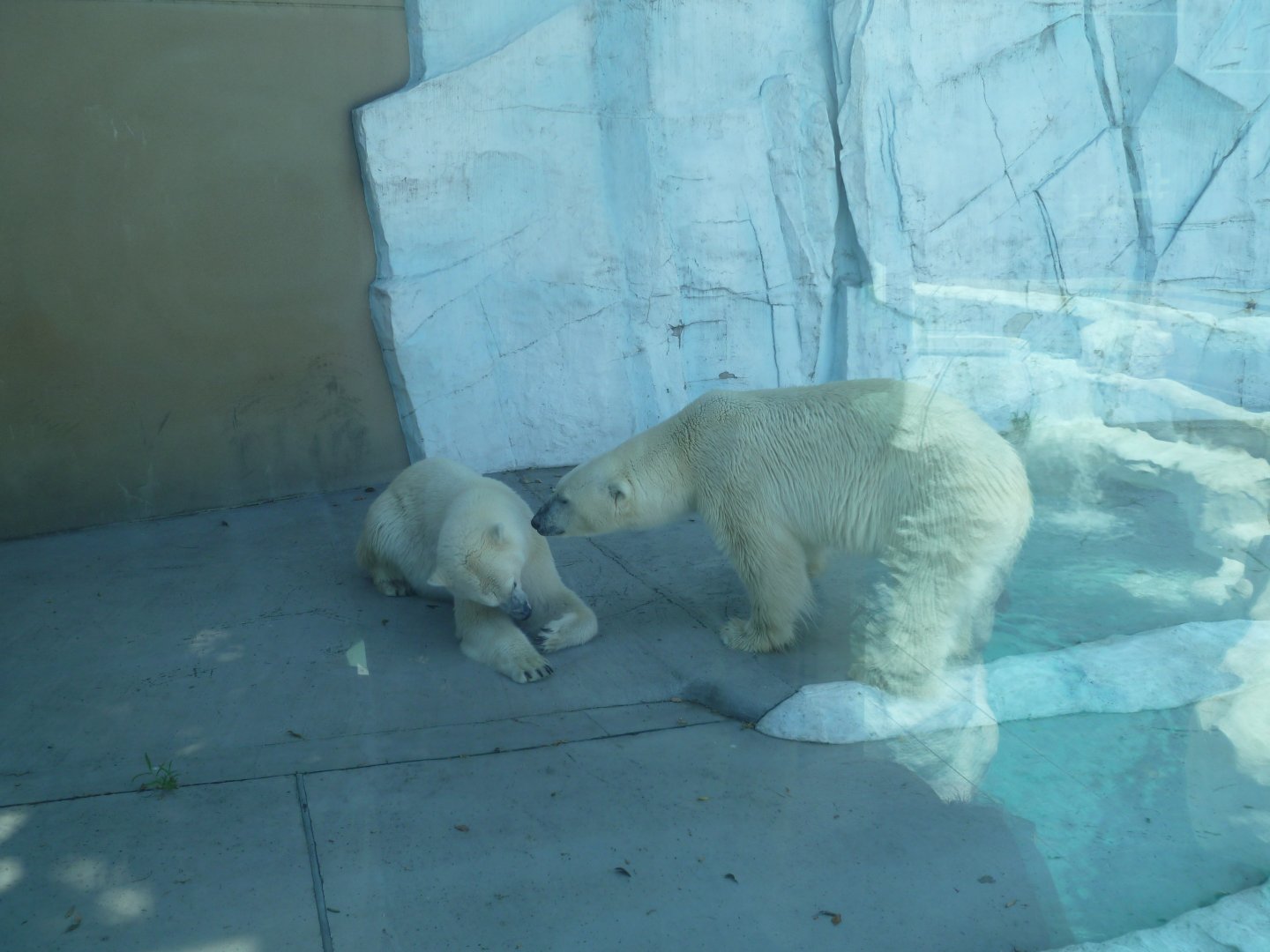 Polar bears July 2016