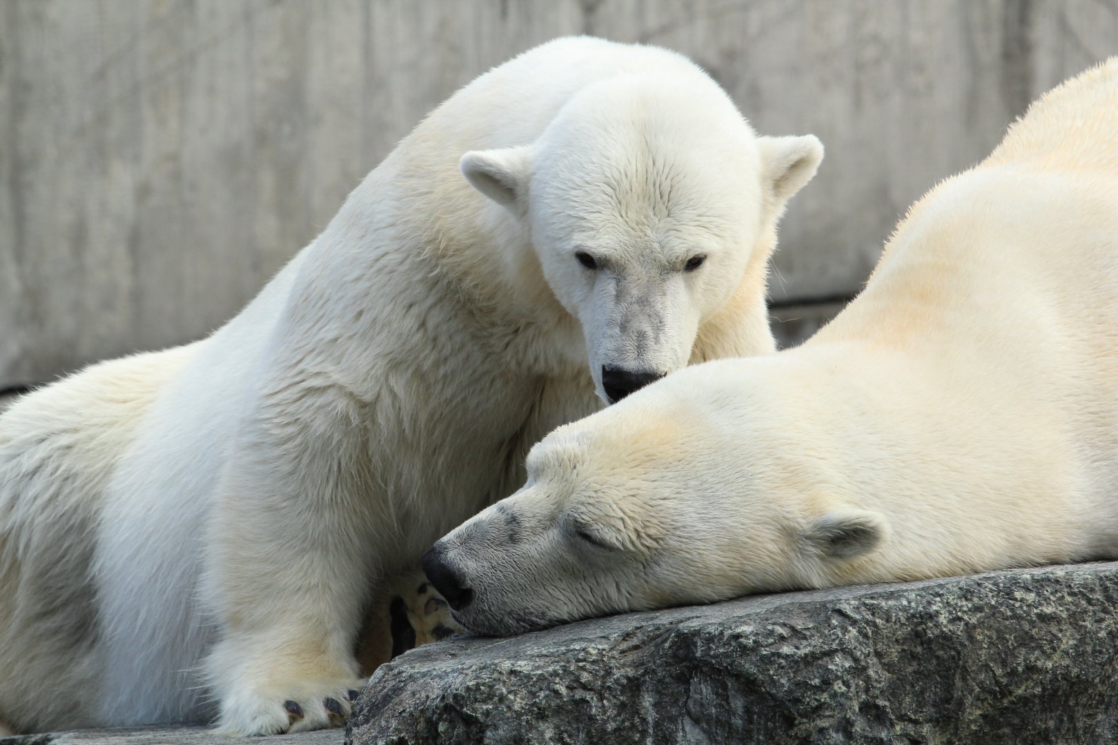 Polar bears (June 2013)