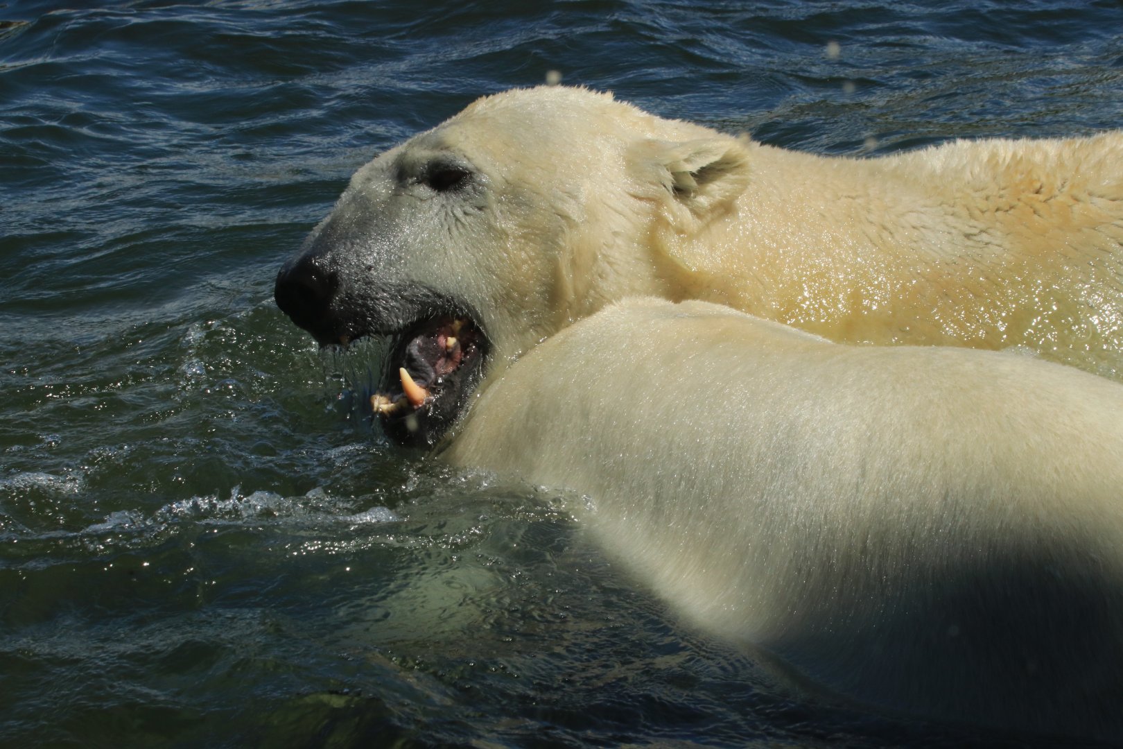 Polar bears (June 2020)