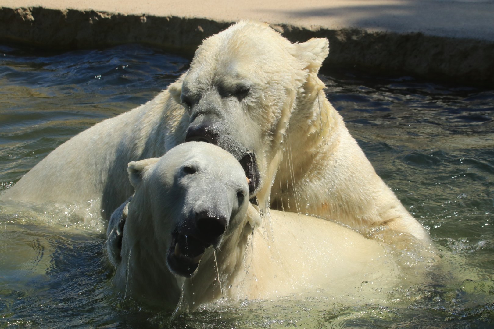 Polar bears (June 2020)