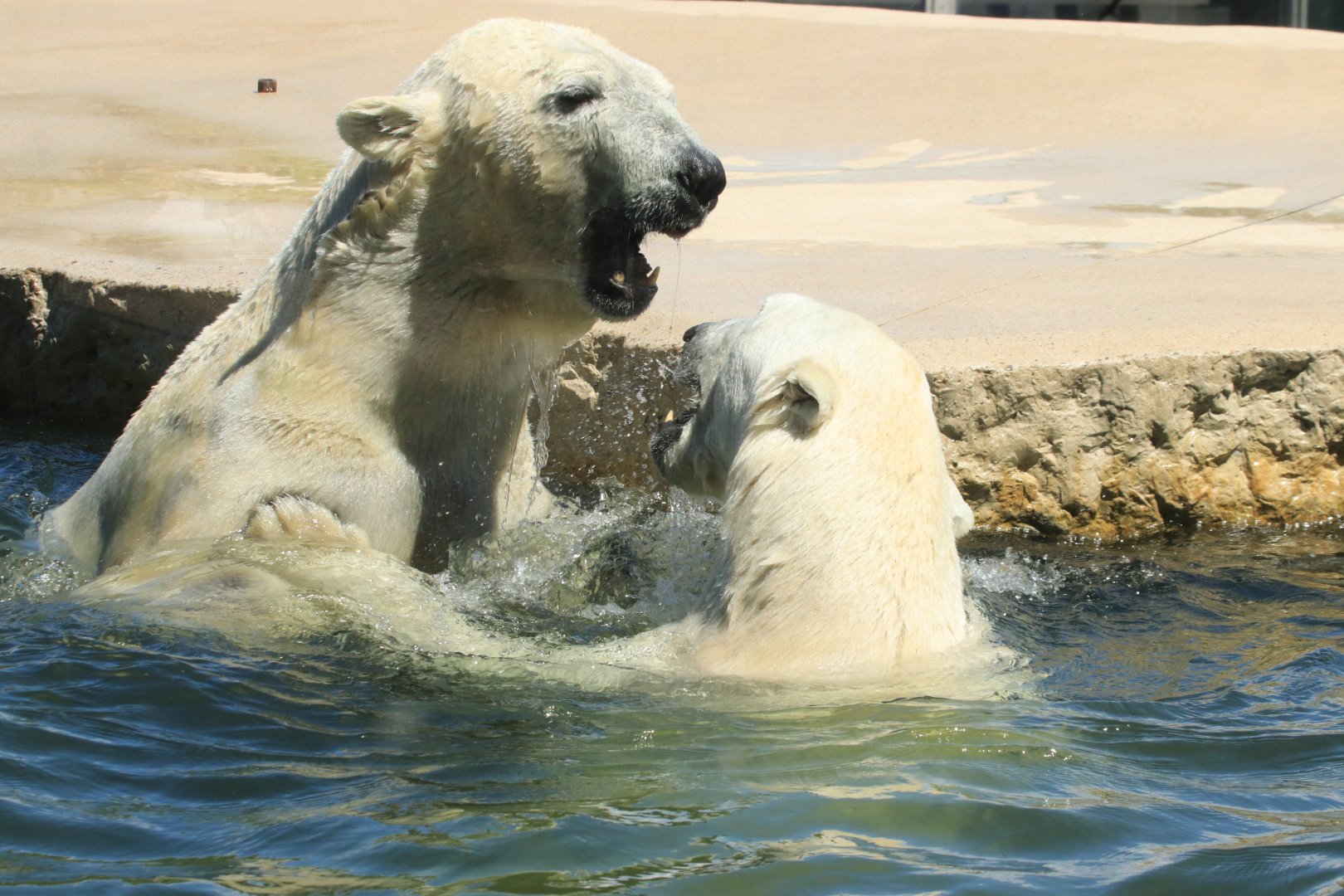 Polar bears (June 2020)