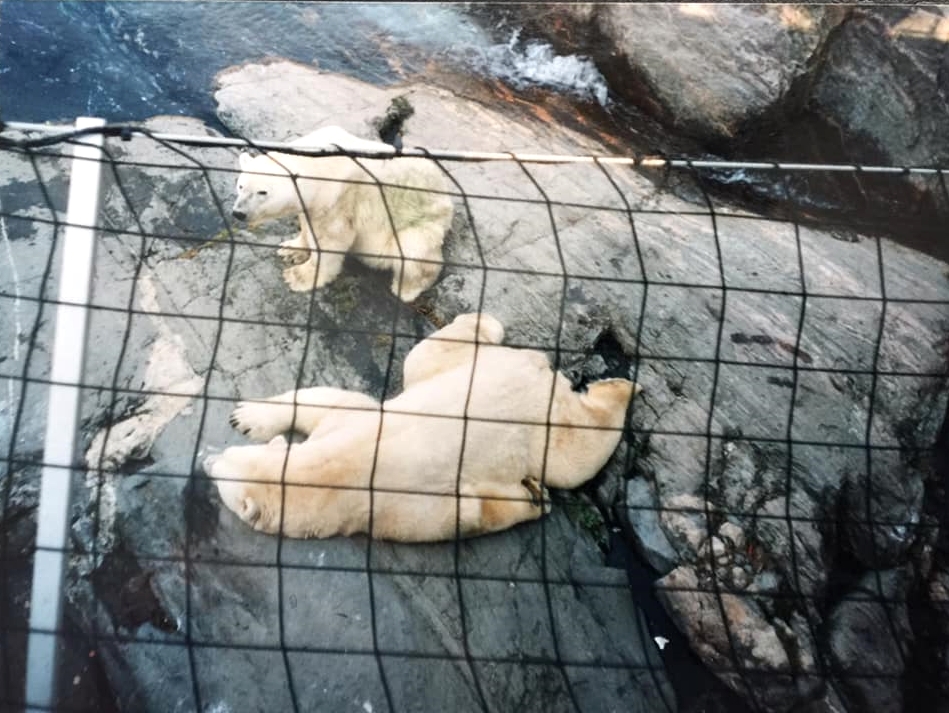 Polar bears - Kolmården