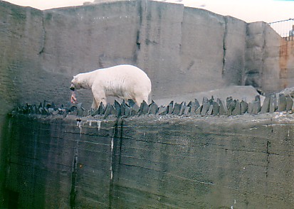 Polar bears London zoo (old exhibit)