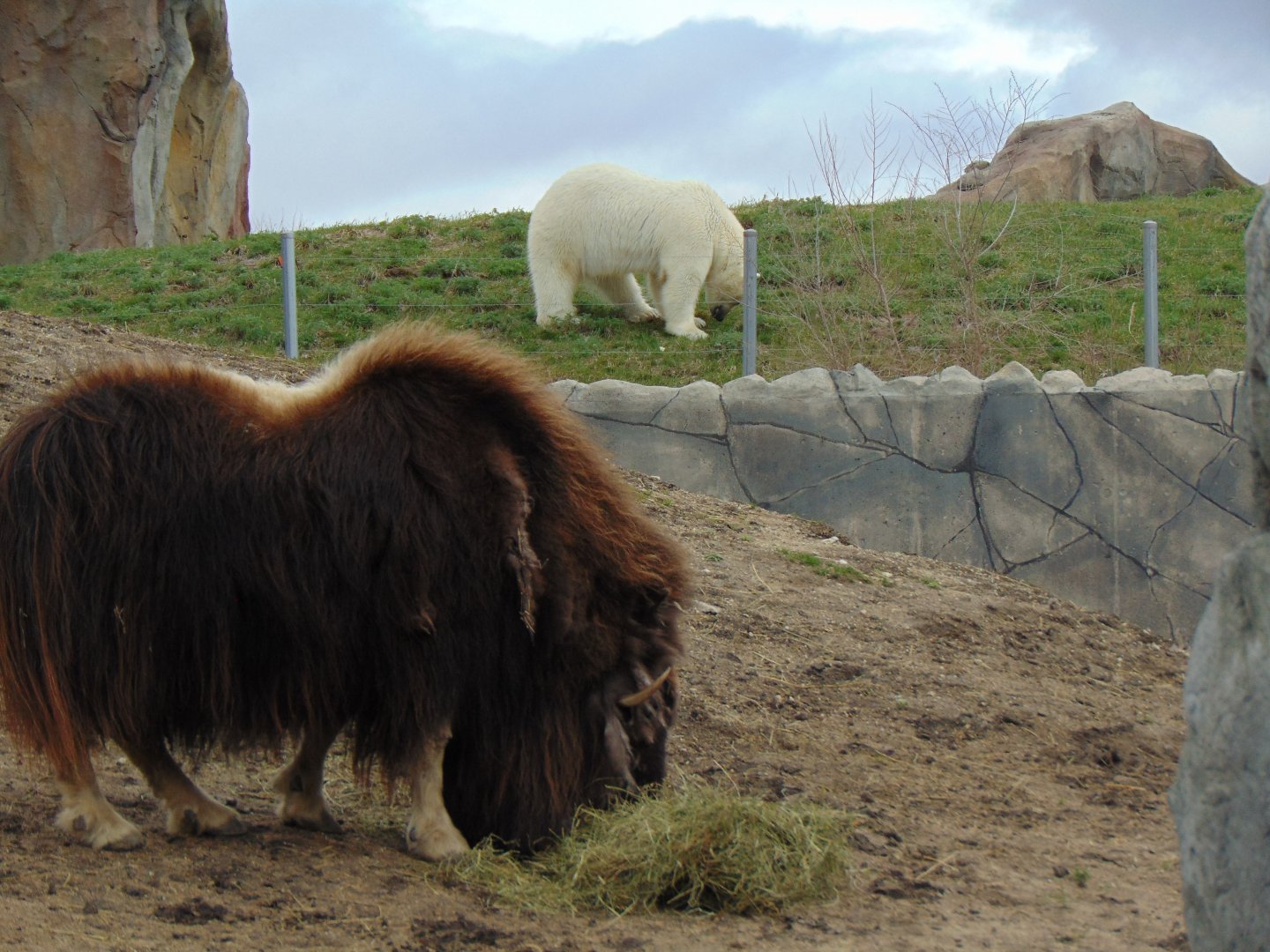 Polar Bears looking over Muskox Exhibit