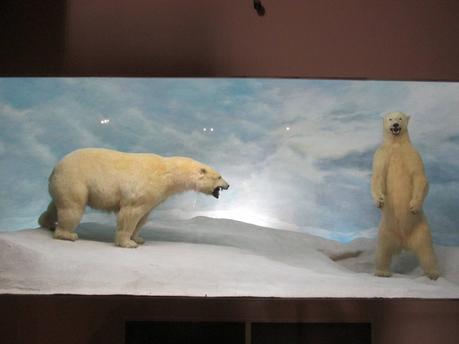 polar bears museo de historia natural