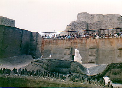 Polar bears (old exhibit) @ London zoo