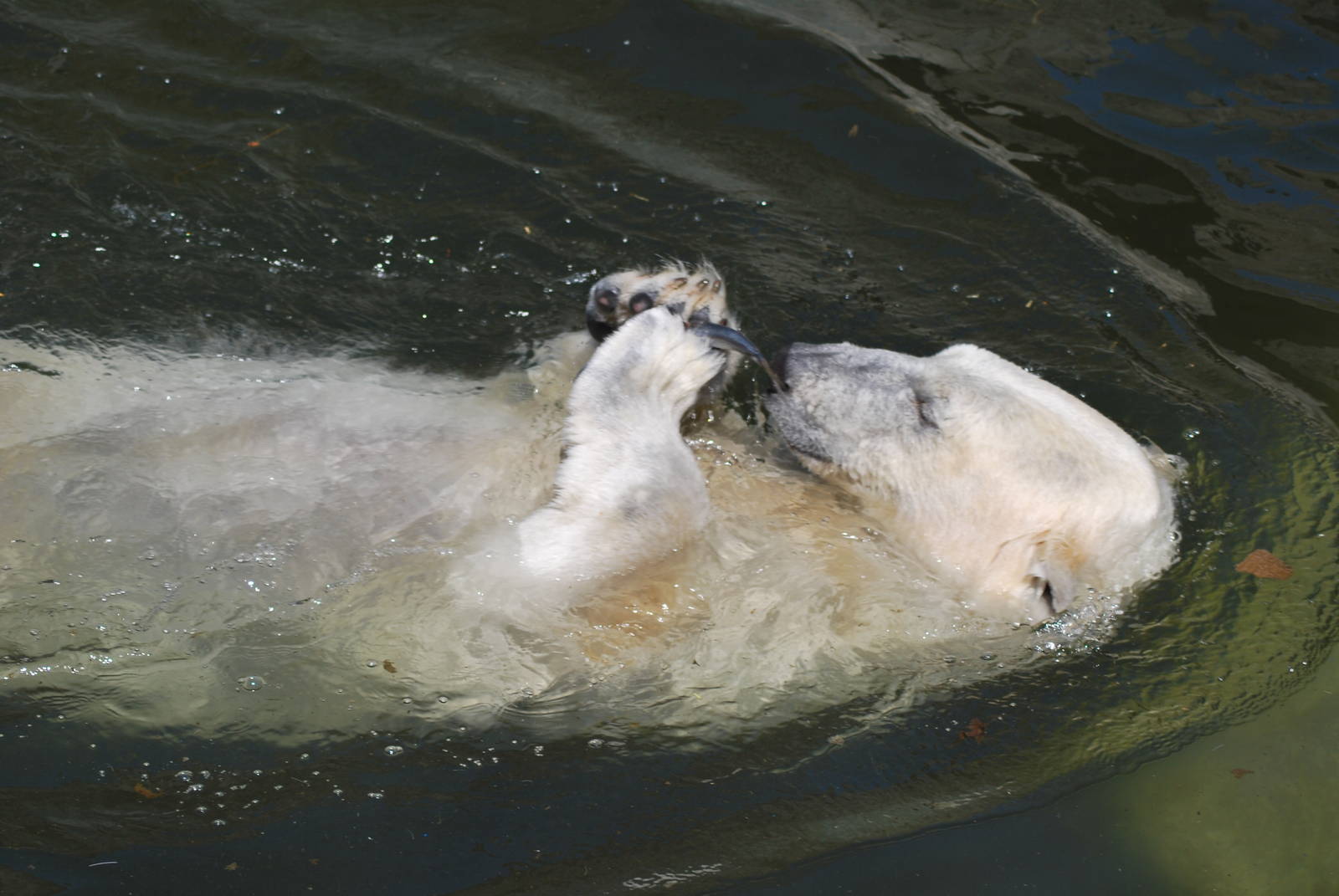 Polar bears (pic 1 out of 7)