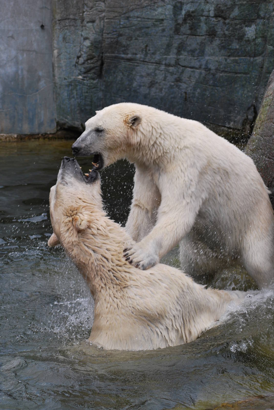 Polar bears play-fighting