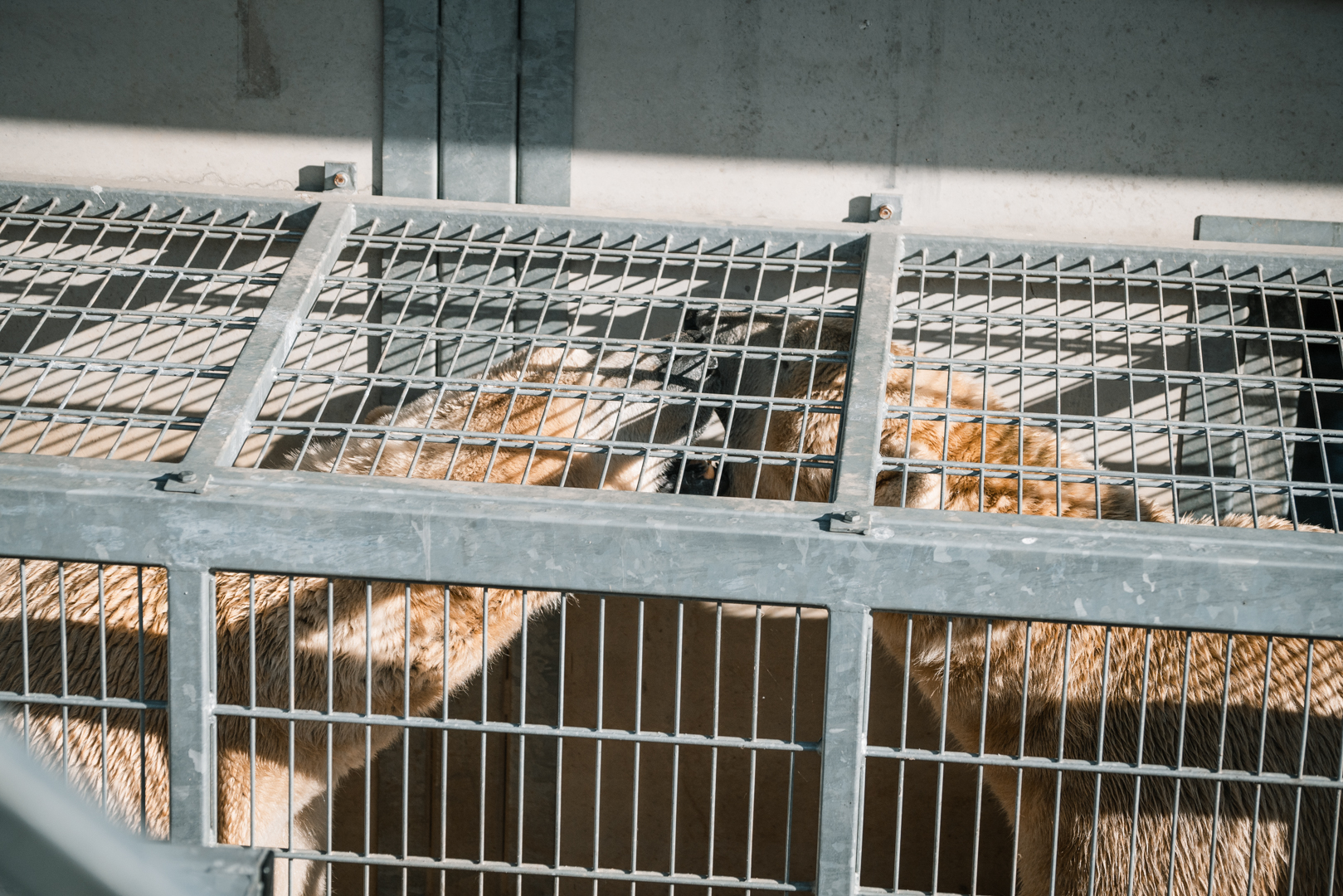 Polar Bears play fighting