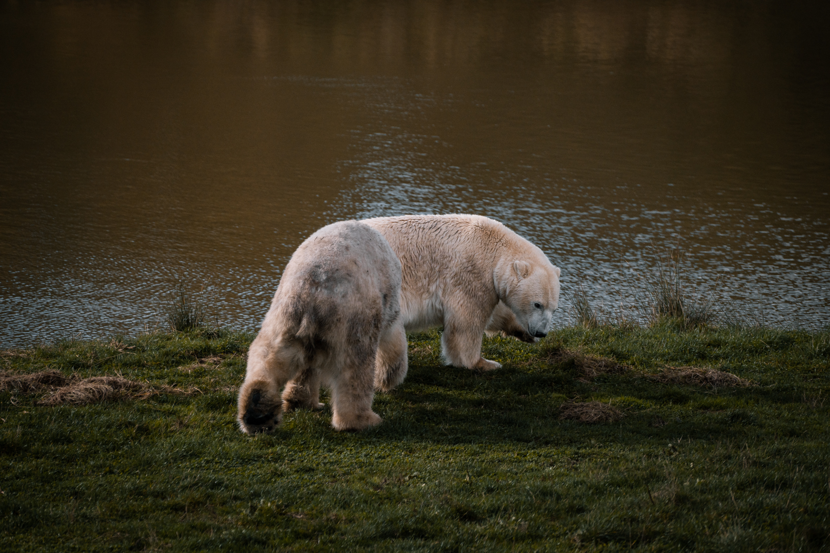 Polar Bears play fighting