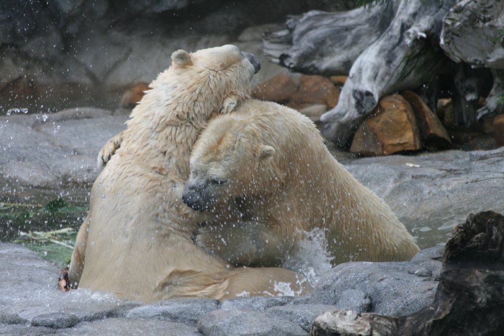 Polar Bears playing