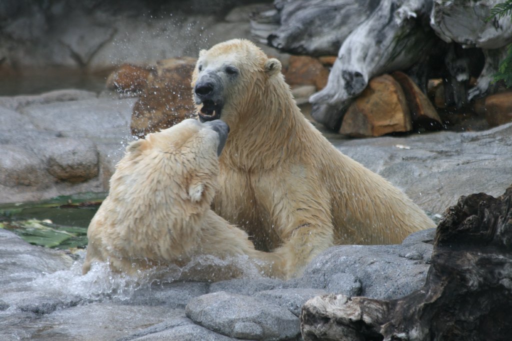 Polar Bears playing