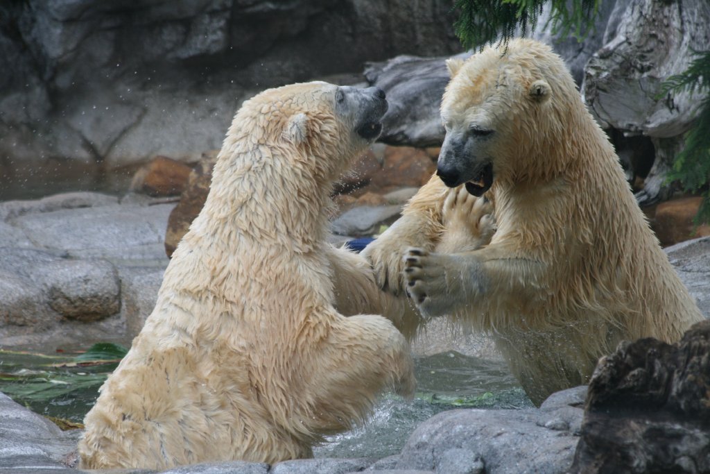 Polar Bears playing