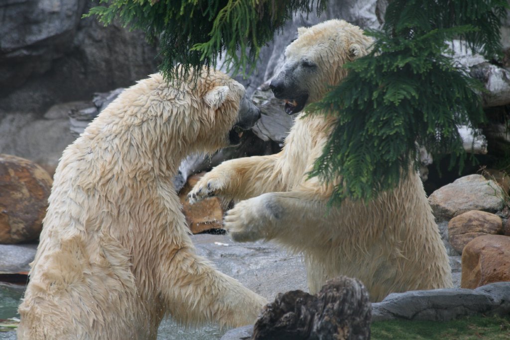 Polar Bears playing