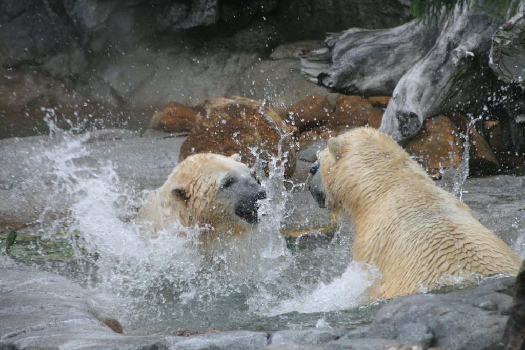 Polar Bears playing