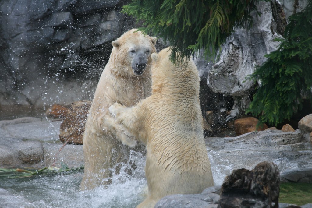 Polar Bears playing